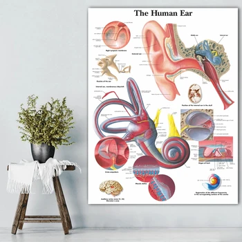 Hispaania Inimese Kõrva Anatoomia Anatoomia Graafikuid Plakatid, Pildid Lõuendile Maali Seina Art Pilte Meditsiinilise Hariduse Office Tuba Decor